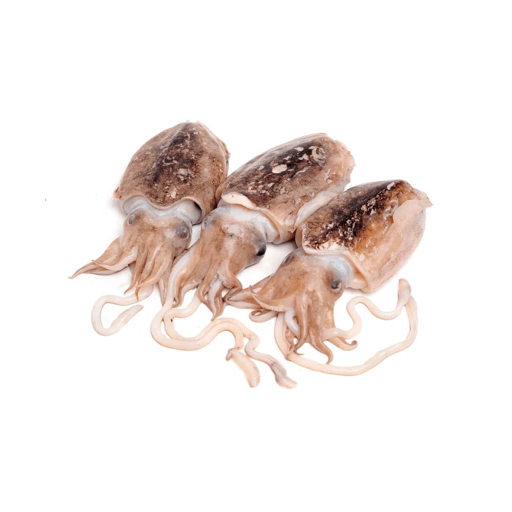 Каракатица морепродукт