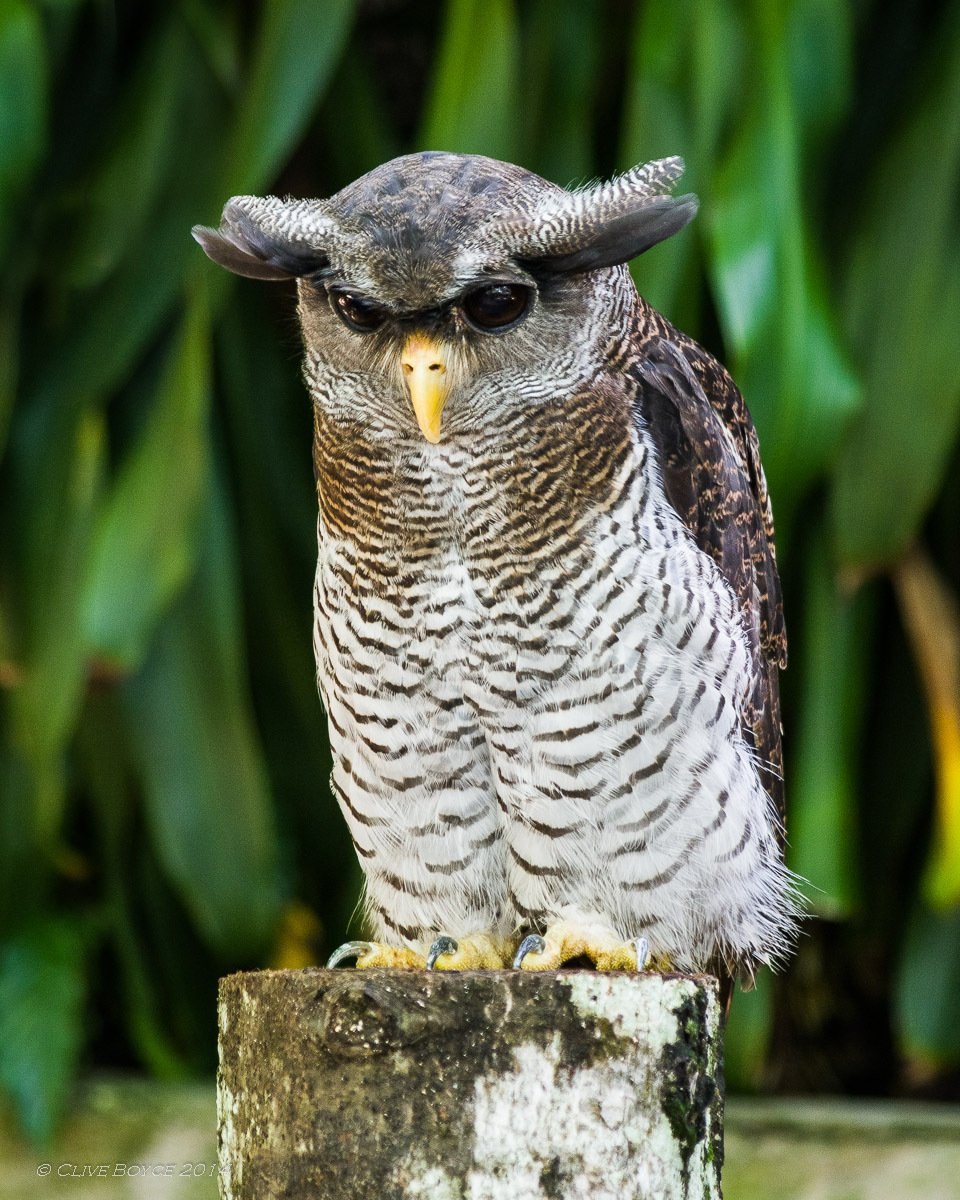 Суматранский Филин