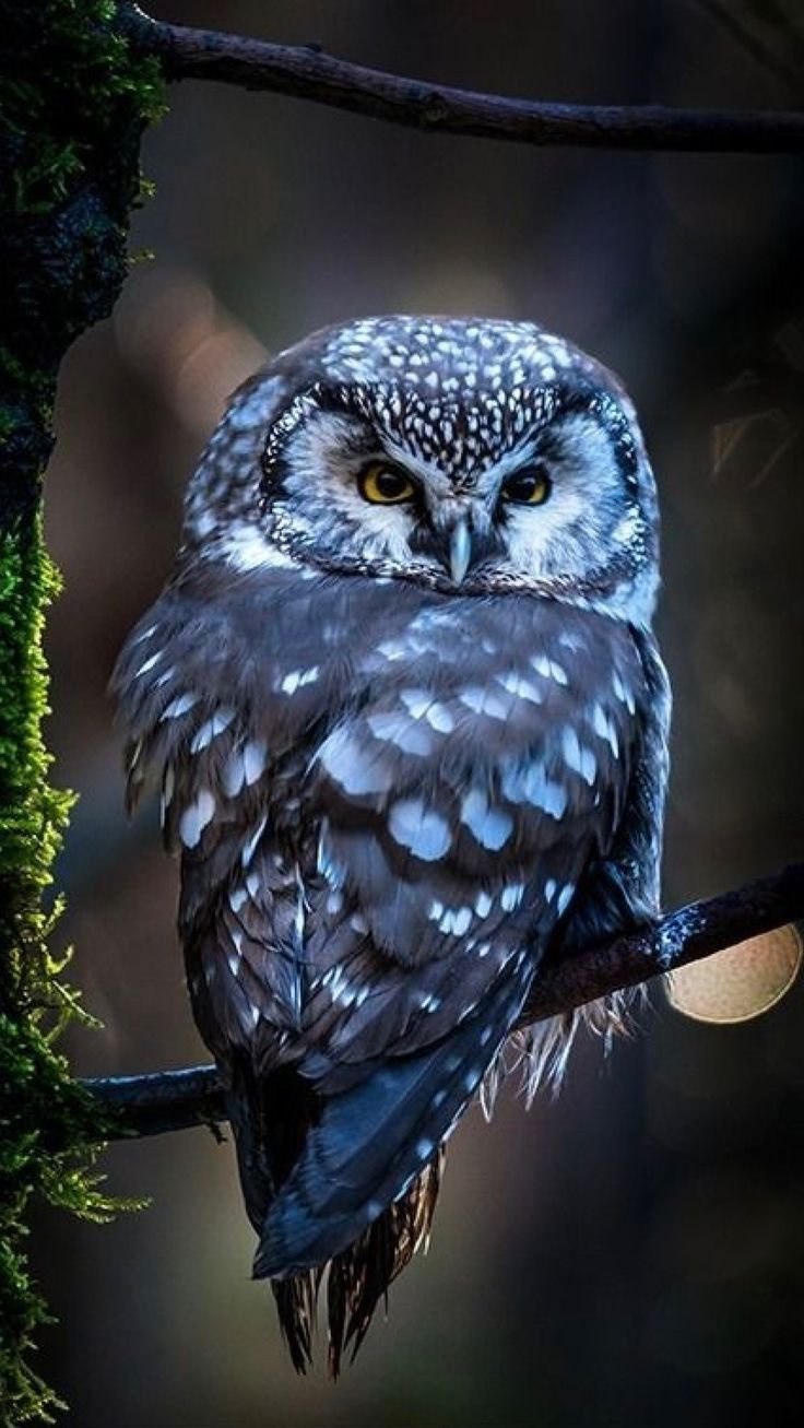 Совообразные Филин