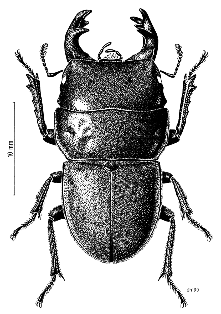 Geodorcus novaezealandiae