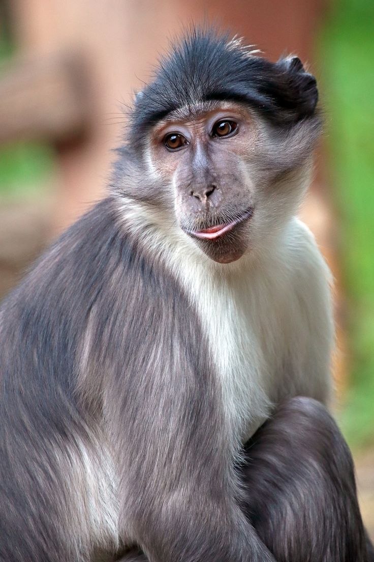 Cercocebus lunulatus фото