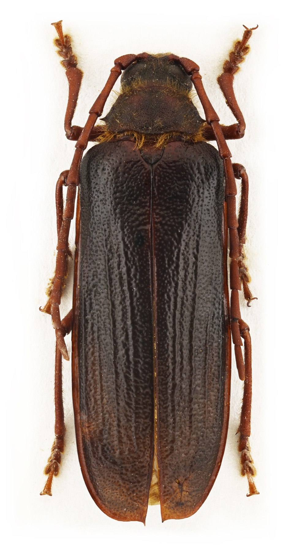 Усач-Дубильщик Tragosoma depsarium