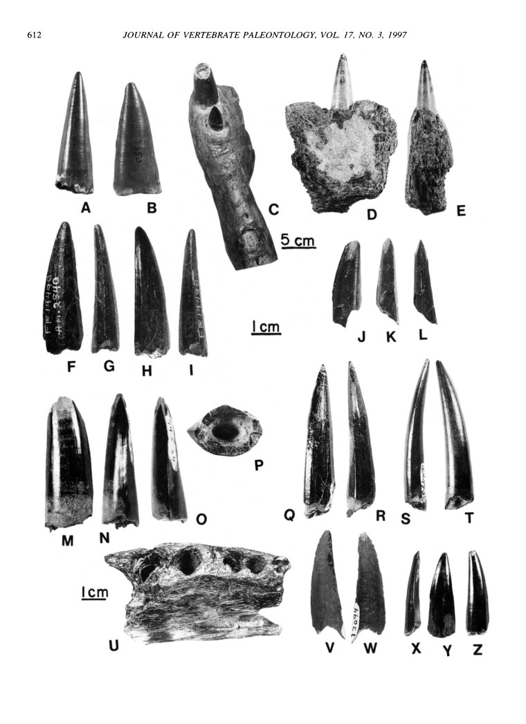 Зубы ископаемой рыбы Xiphactinus