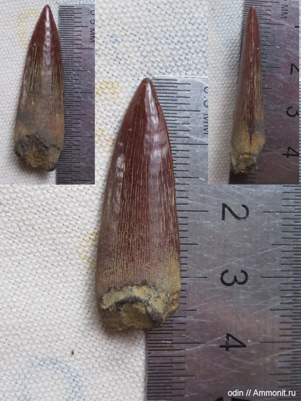 Зубальник плиозавра