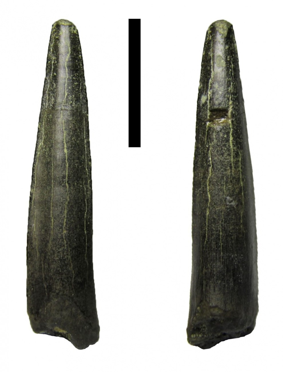 Протосфирена