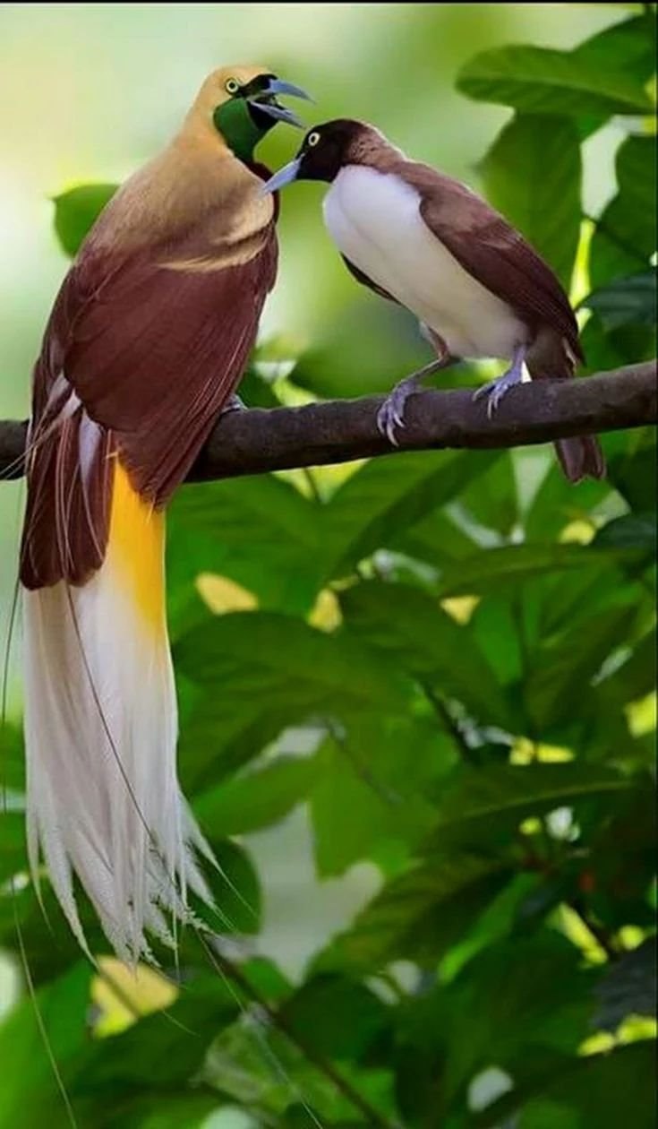 Paradisaea Guilielmi
