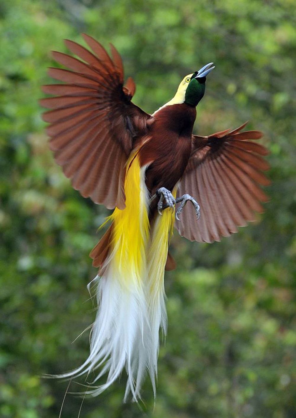 Paradisaea Rudolphi