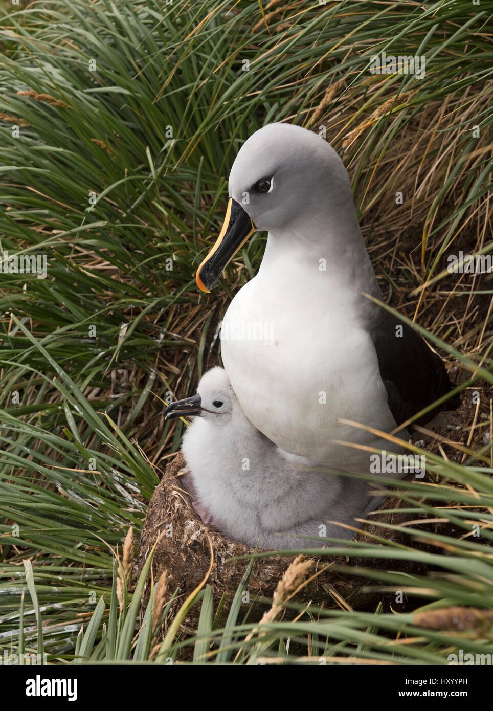 Grey-headed Albatross