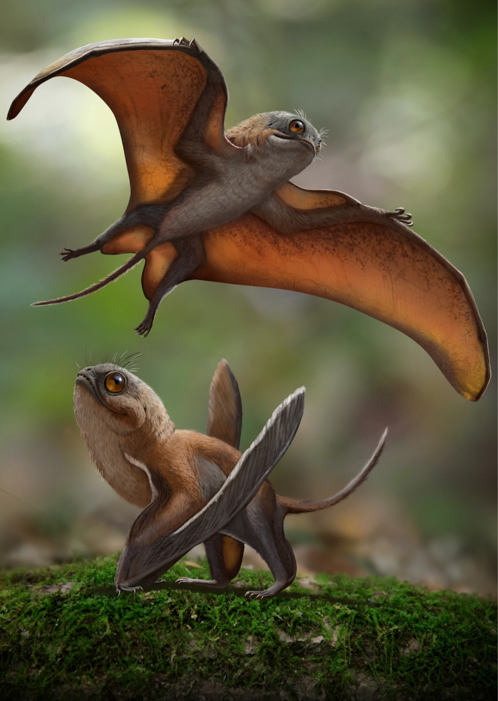 Jeholopterus ninchengensis