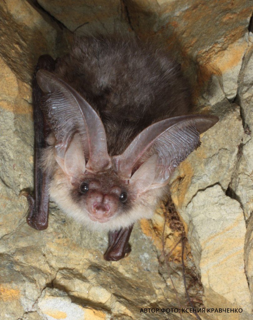Бурый ушан Plecotus auritus (Linnaeus, 1758)