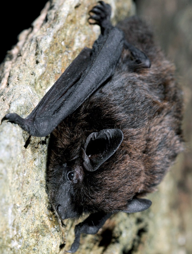 Pipistrellus ABRAMUS