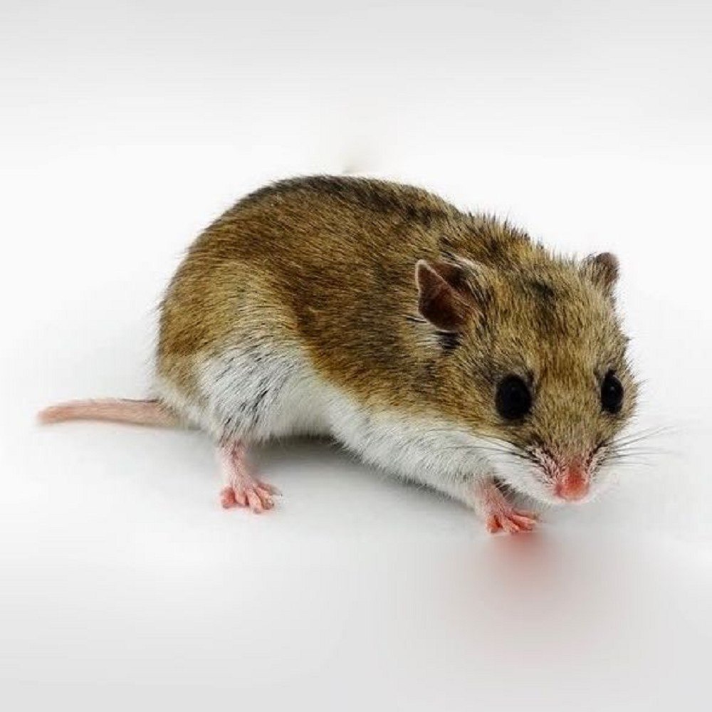 Даурский хомячок (Cricetulus Barabensis)