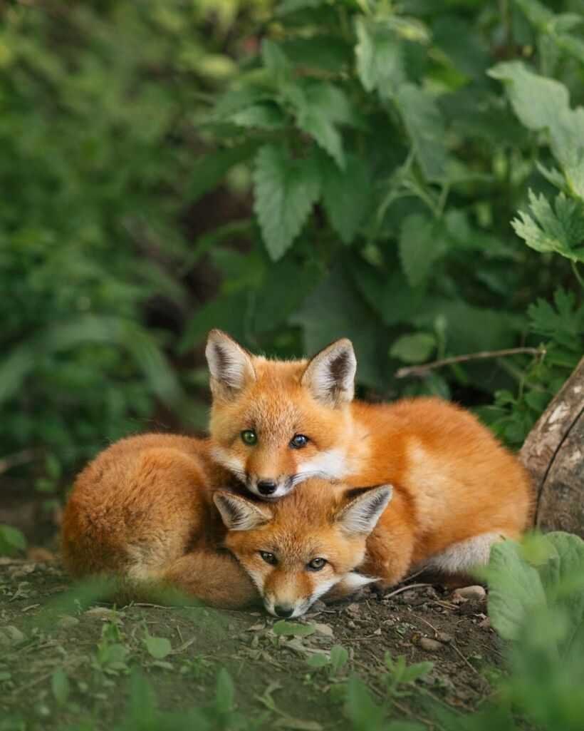 Маленький Лисенок