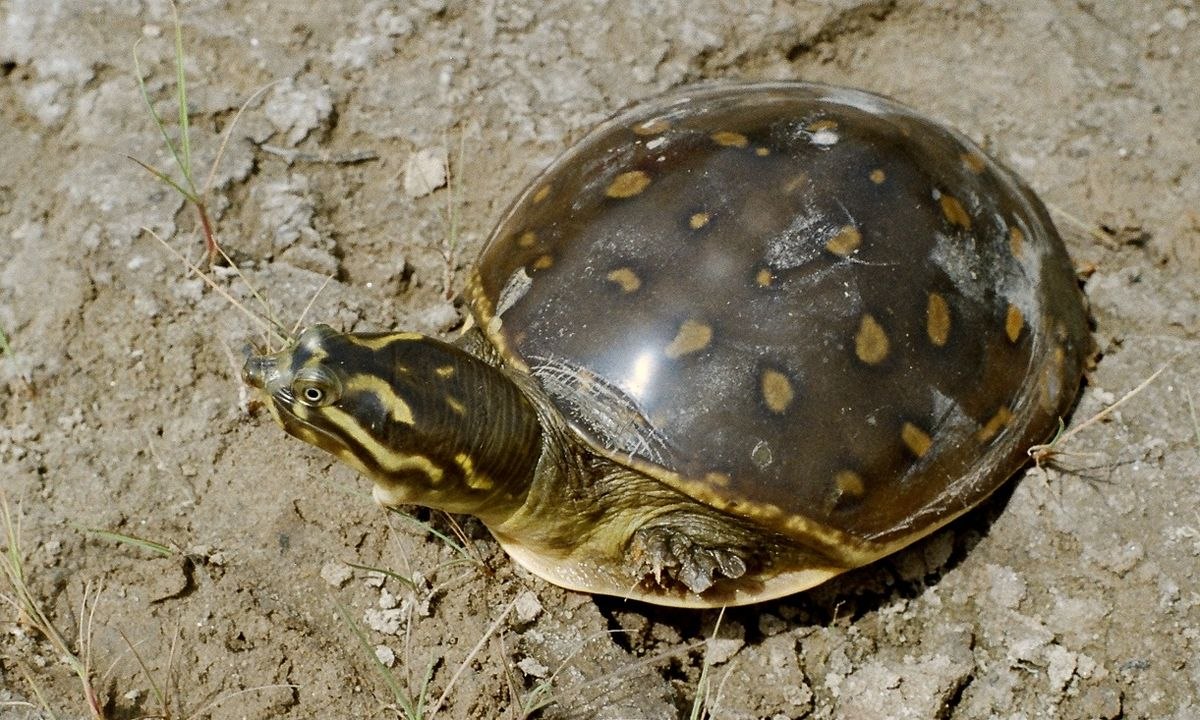 Lissemys punctata