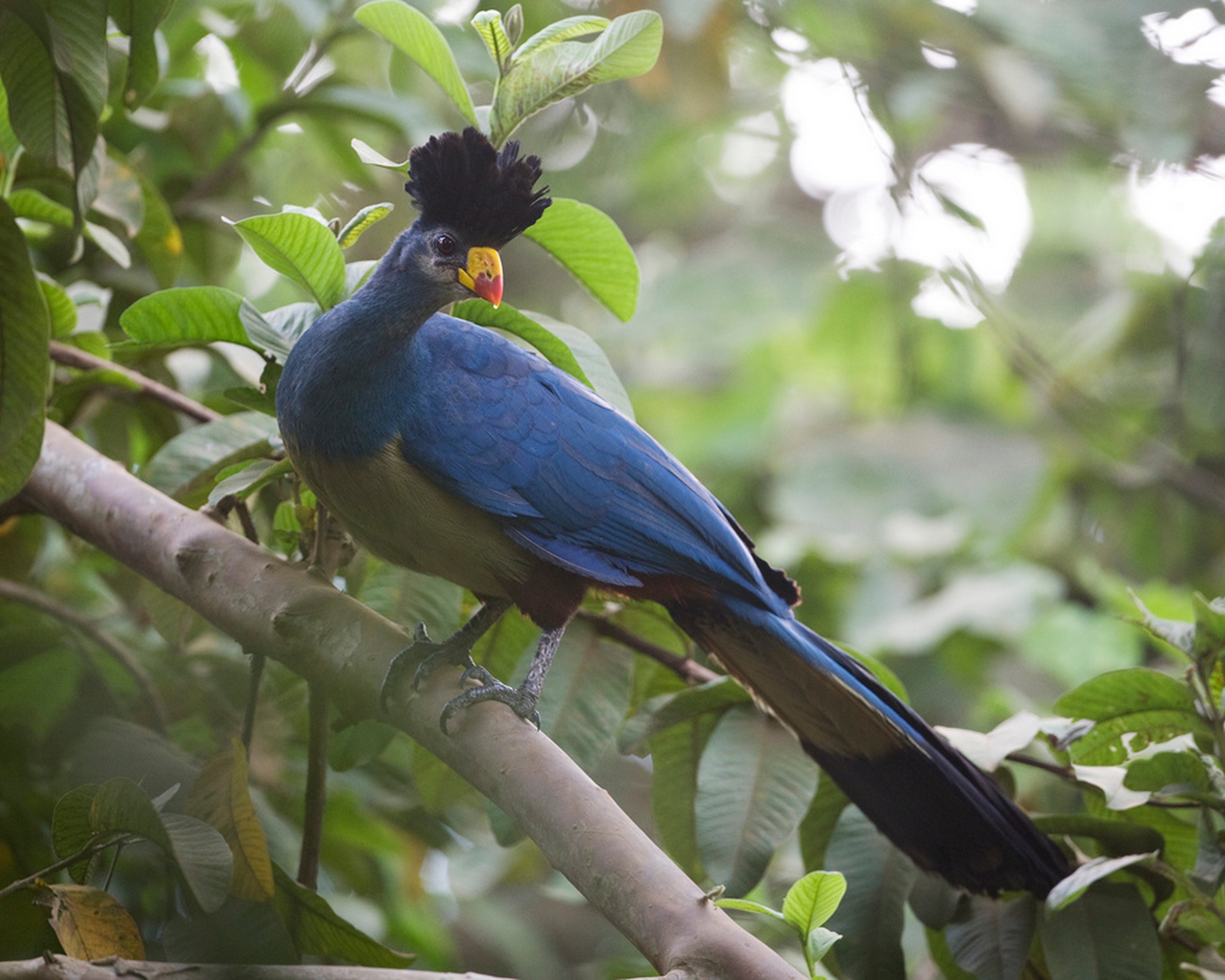 Exotic birds 1.16 5. Большой голубой турако Corythaeola cristata. Голубой турако птица. Турако бананоед. Турако Рувензори.