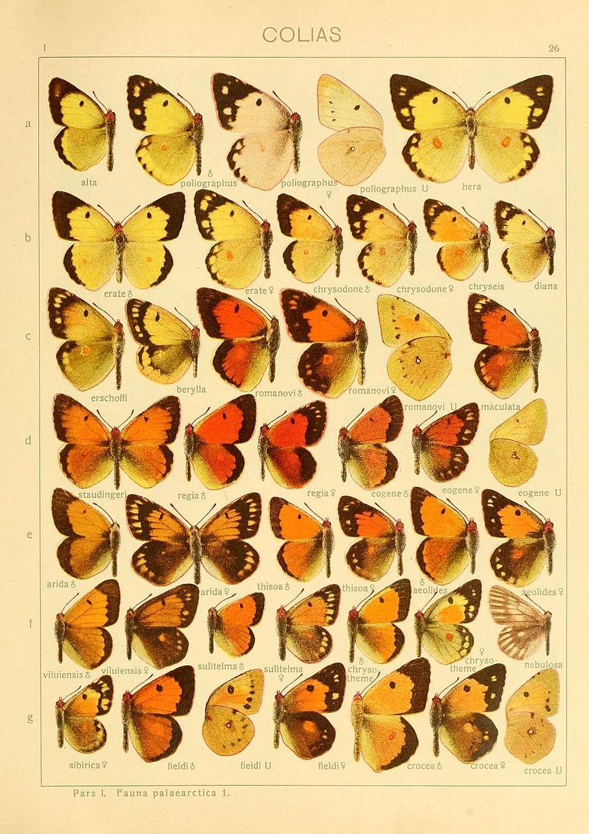 COLIAS viluiensis
