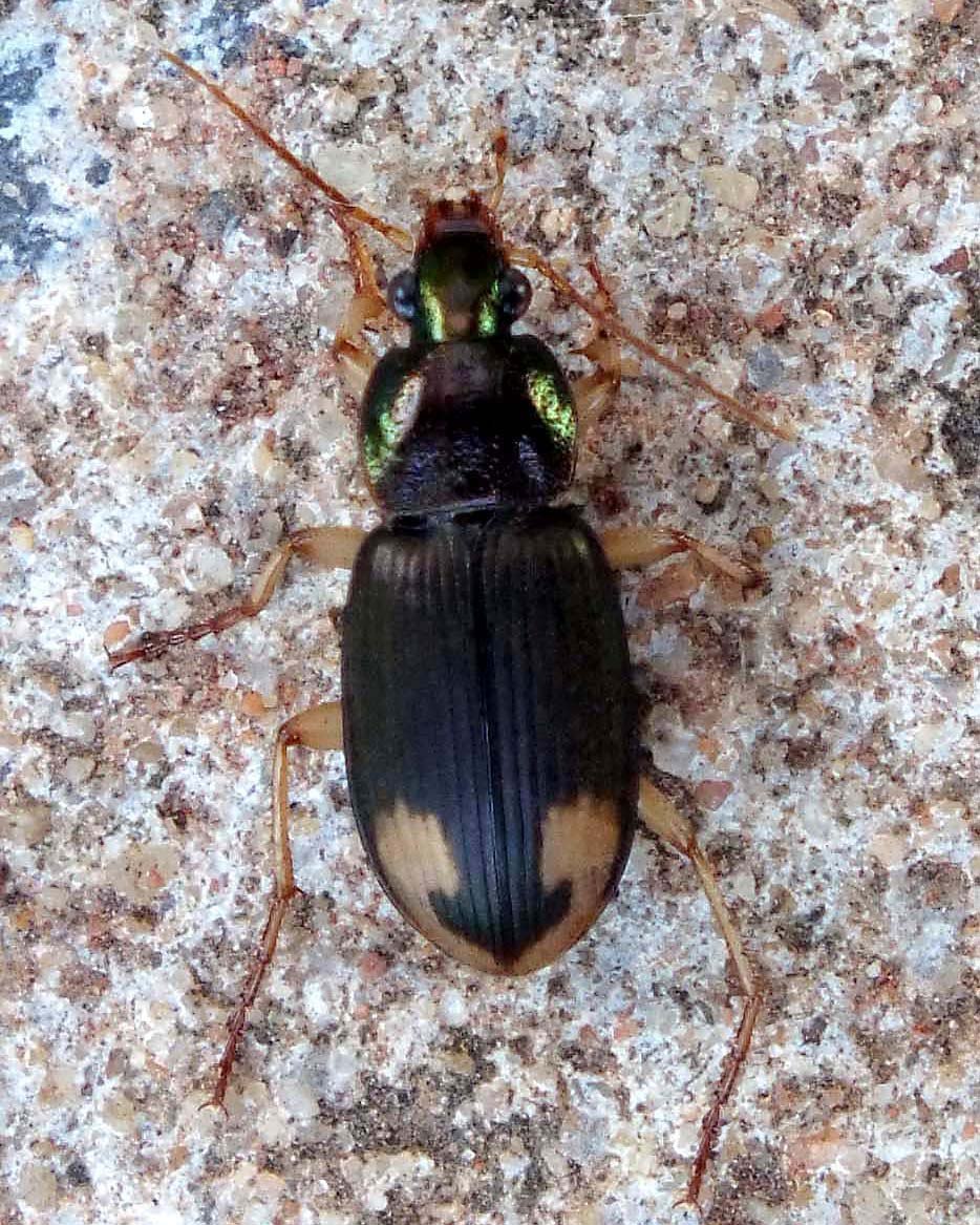Agonum rugicolle Chaudoir