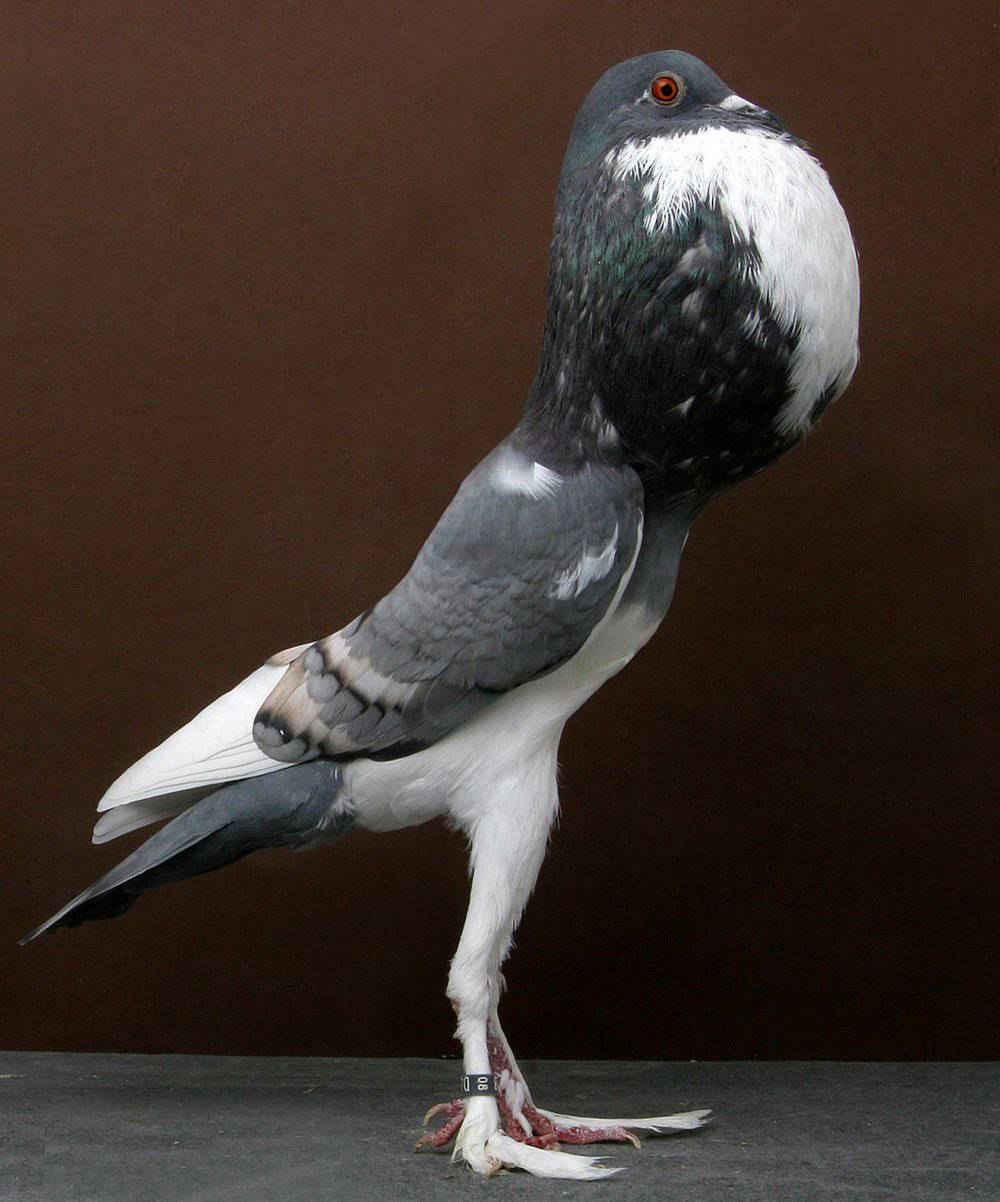 Карликовый дутыш