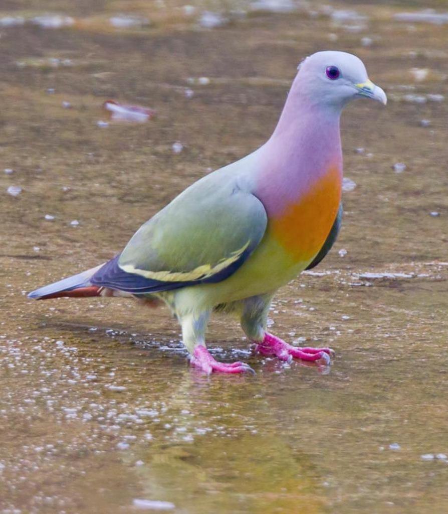 Сомалийский голубь