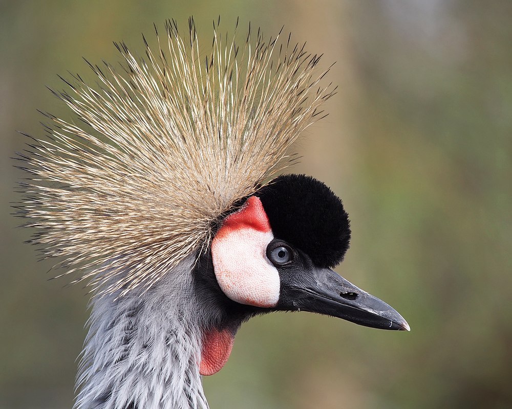 Balearica regulorum