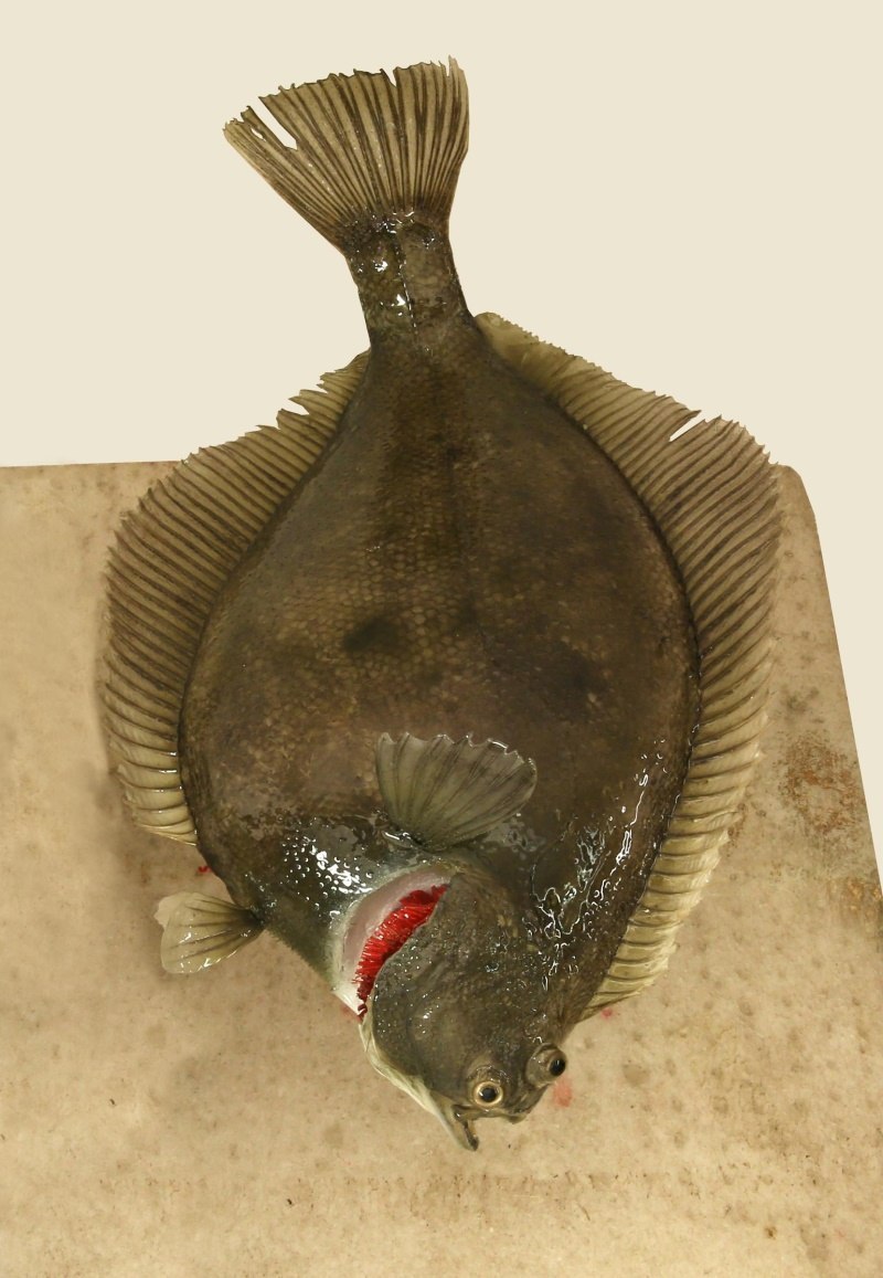 Желтопёрая камбала (limanda aspera)