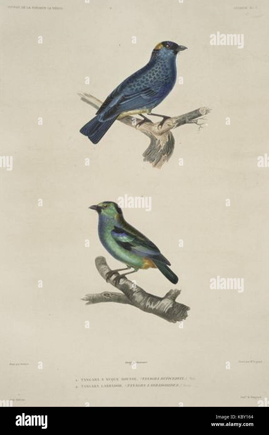 Книга Тангара