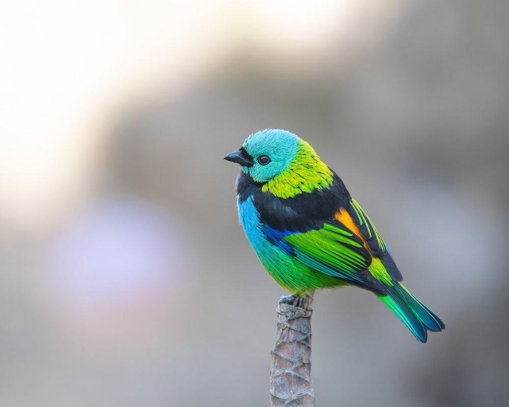 Green-headed Tanager