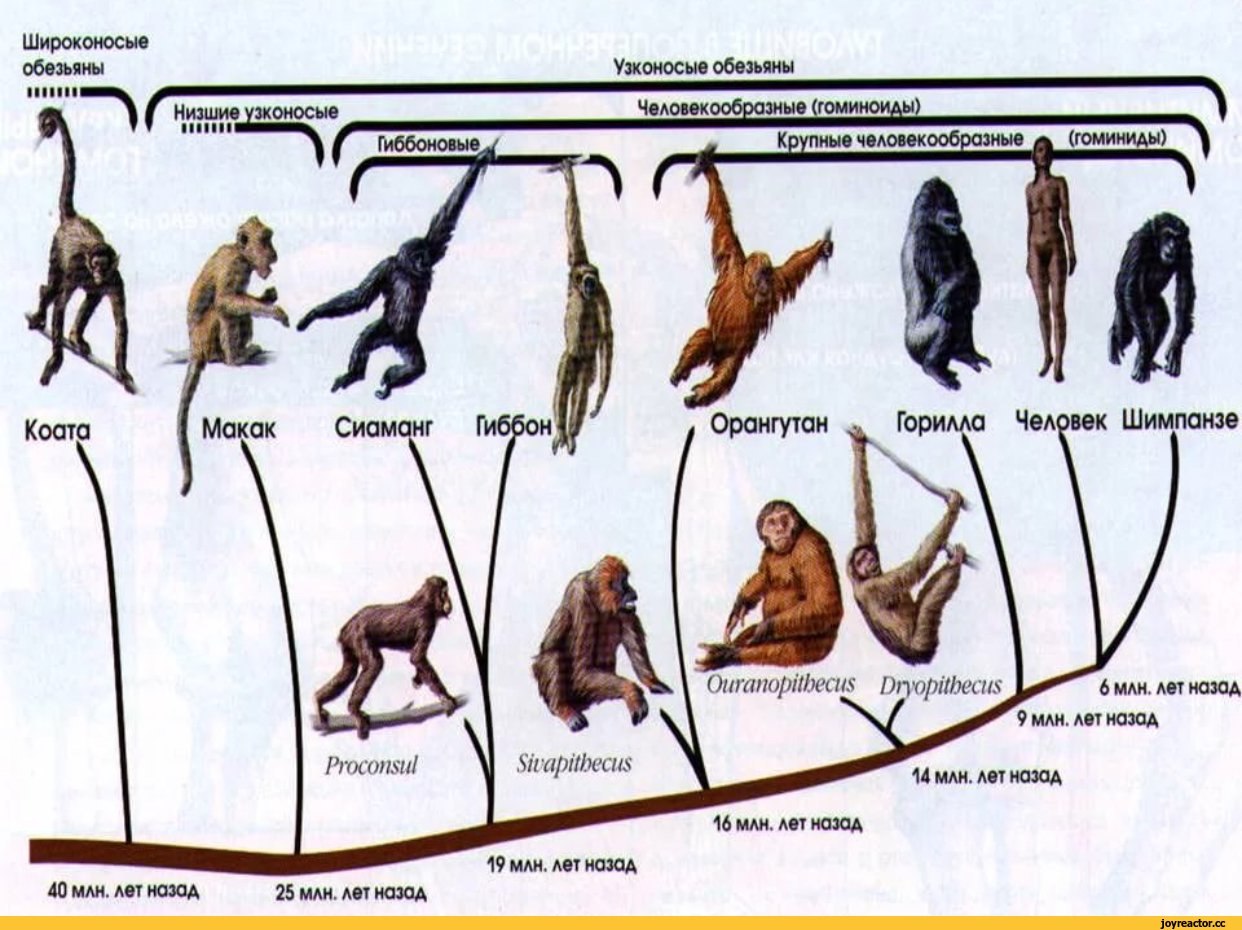 Приматы какое развитие. Схема эволюции приматов биология 11 класс. Эволюция человекообразных обезьян таблица. Схема эволюционного развития приматов. Таблица Эволюция человека, Эволюция приматов 9 класс.