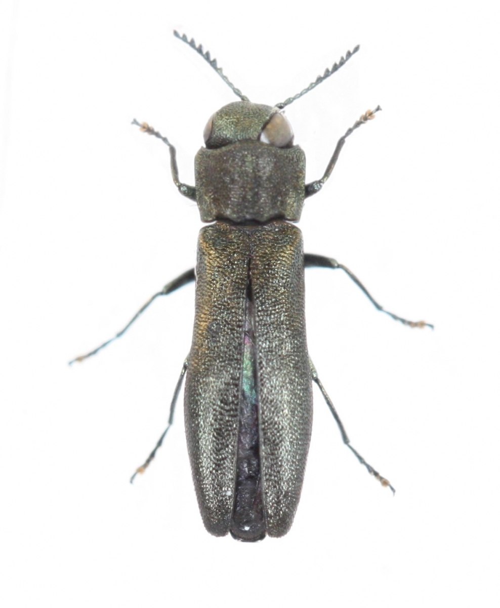 Жук Ergates spiculatus