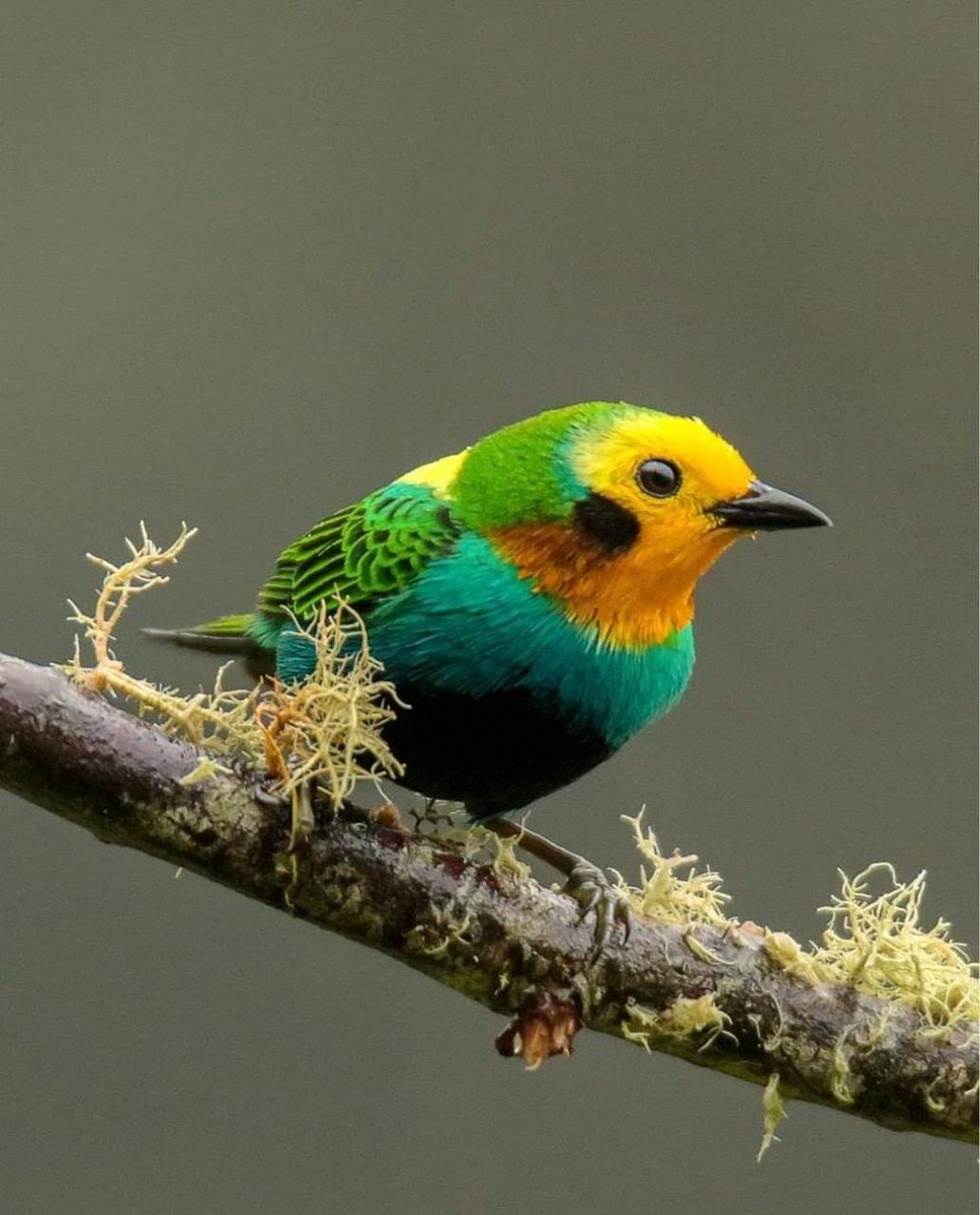 Оранжевогрудая танагра