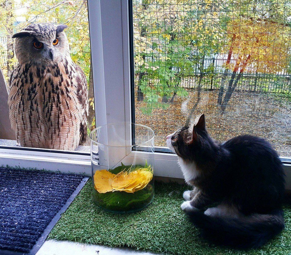 Котик и птичка