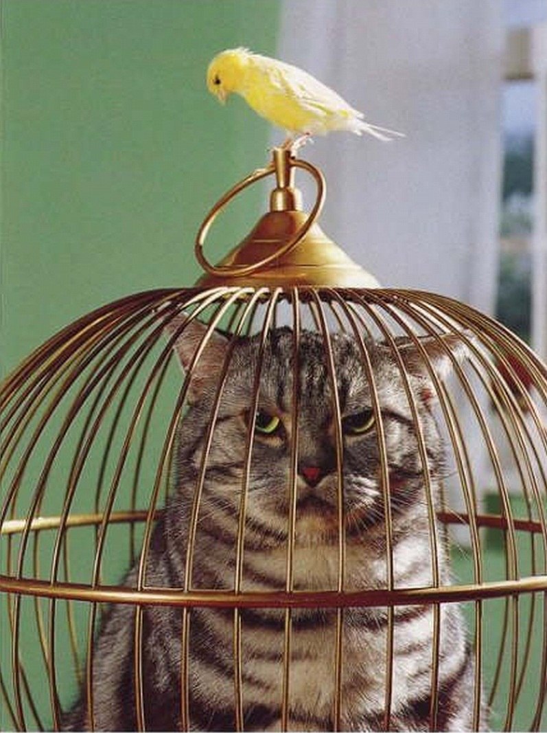 Клетка для попугая