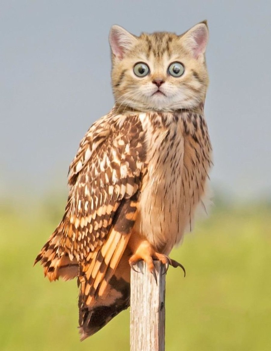 Кошка Сова