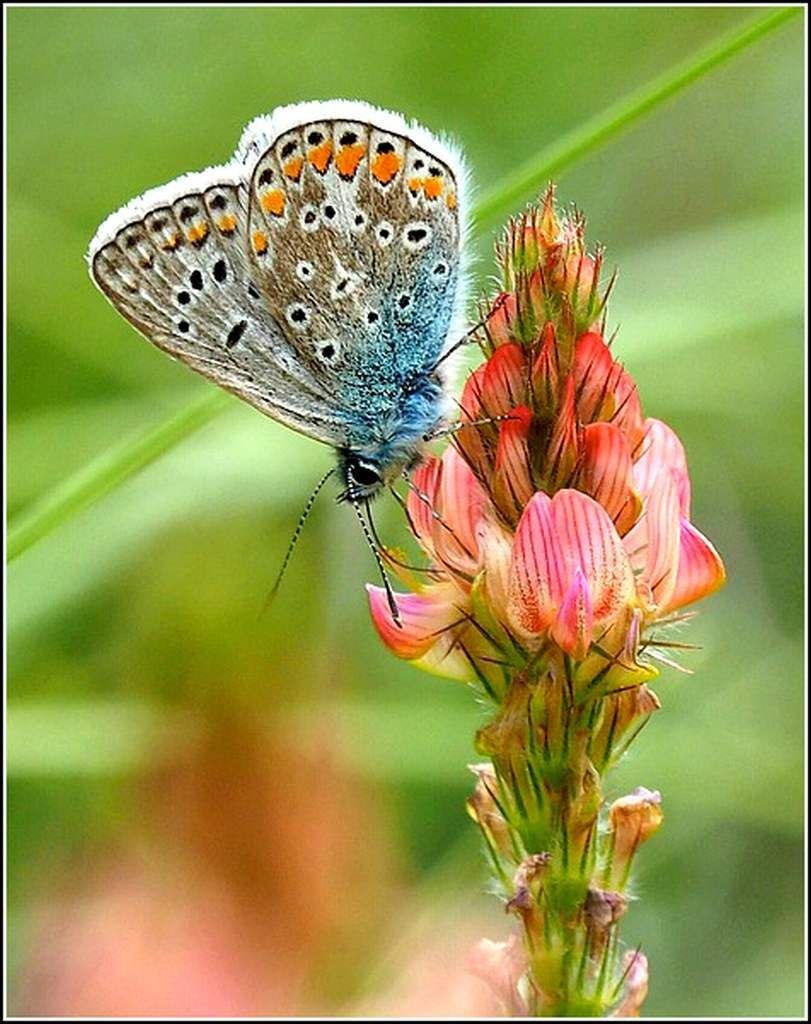 Papillon Argus bleu