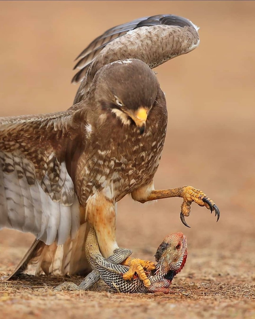 Белоглазый канюк подросток