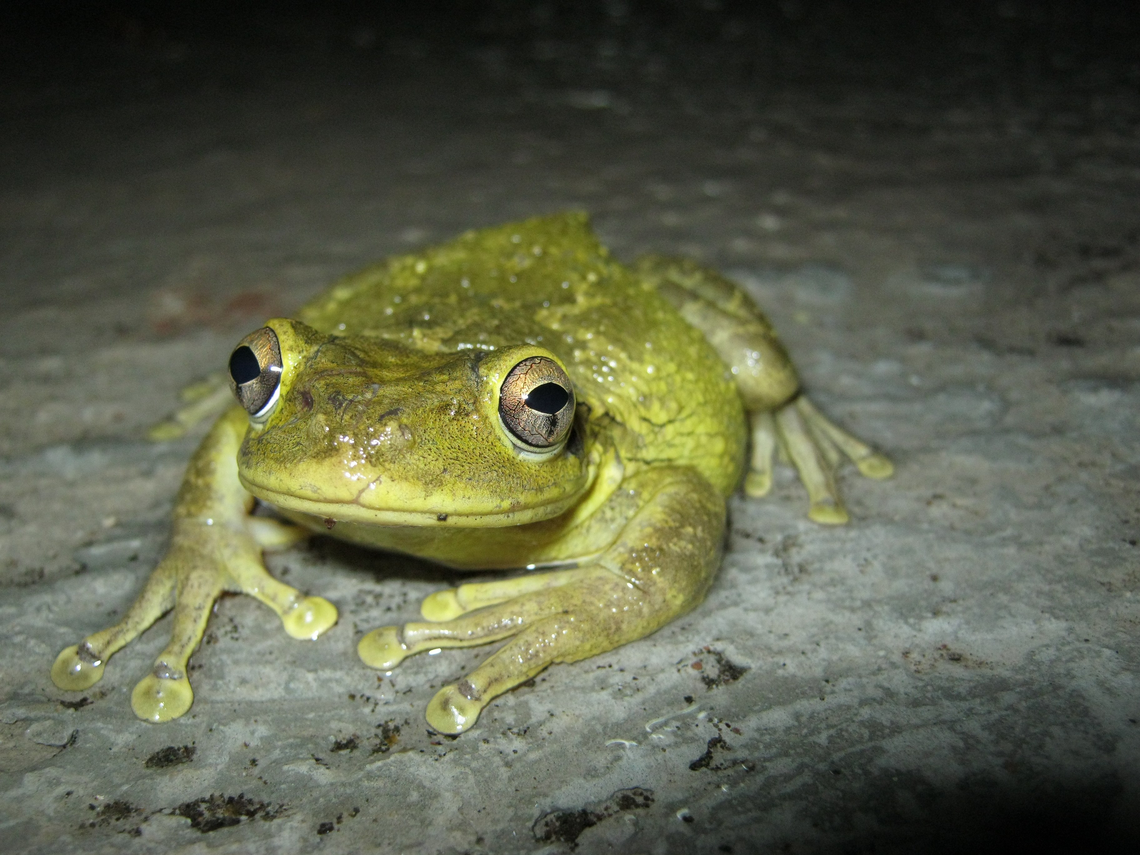 2009 лягушка. Bullfrog лягушка. Головастик древесной лягушки. Инкская жаба. Гео жаба Геншин.