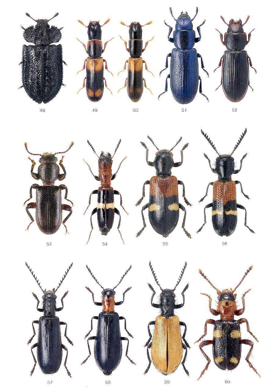 Agyrtidae, Silphidae - "icones Insectorum Europae Centralis"