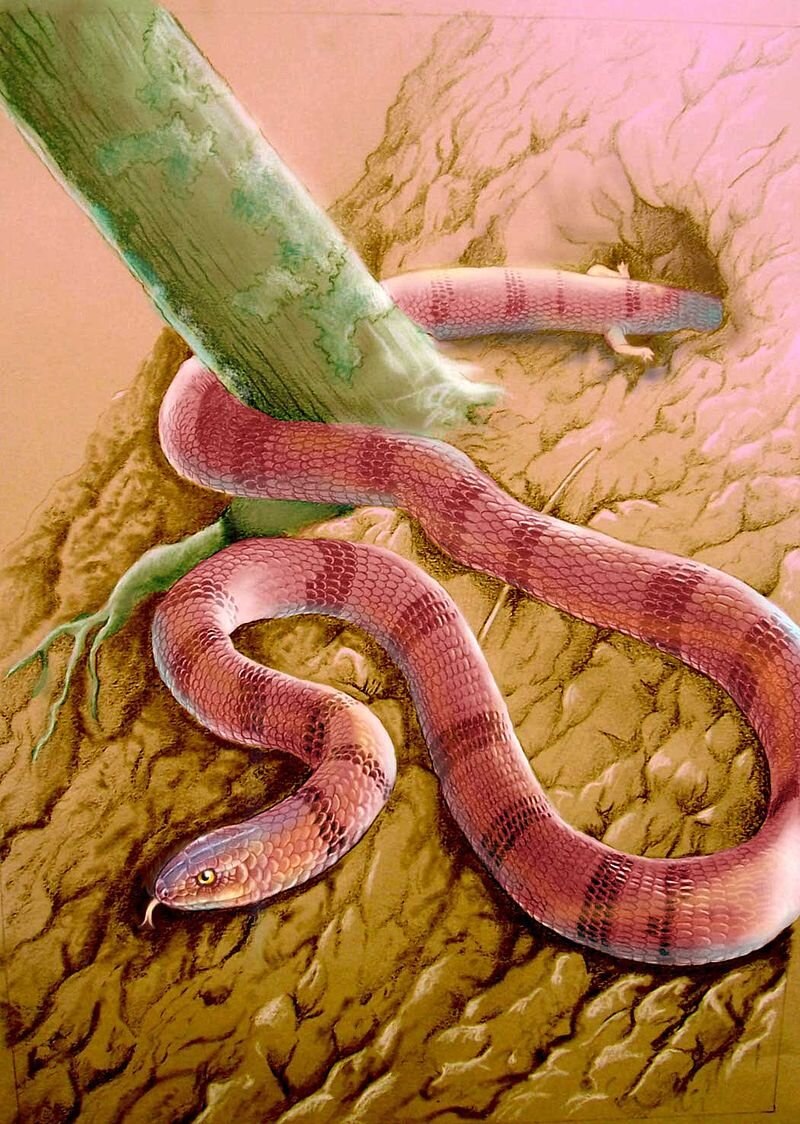 Eupodophis descouensi