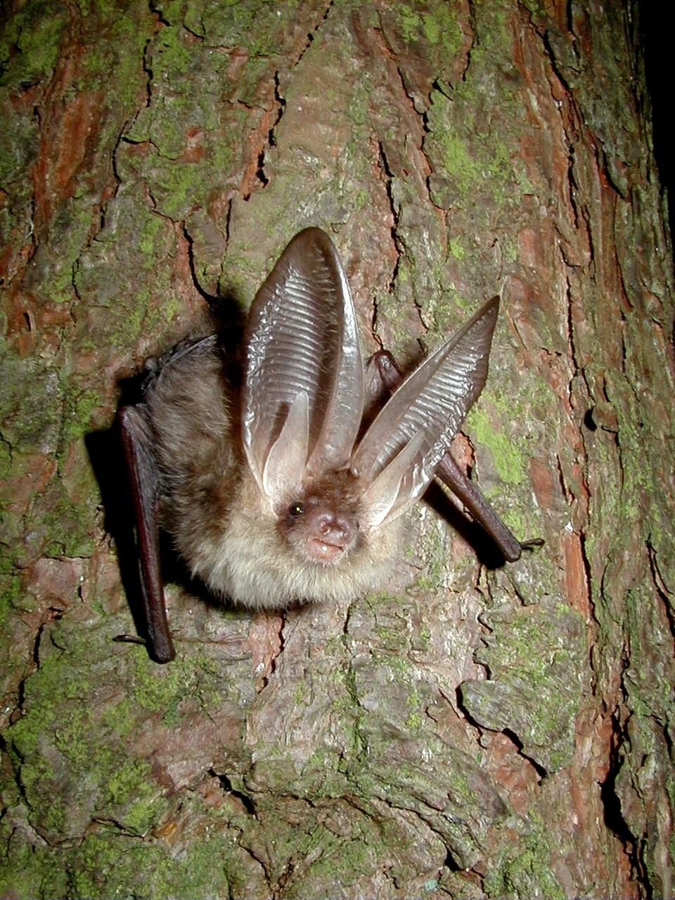 Ушан бурый – Plecotus auritus