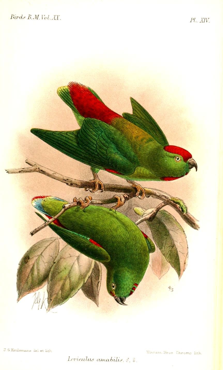 Филиппинский висячий попугайчик