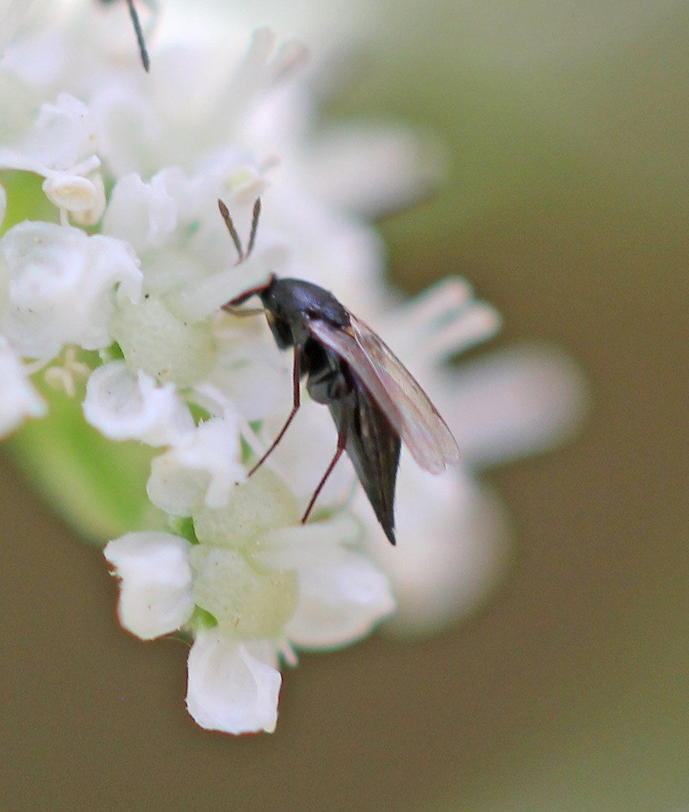 Эласмус — Elasmus albipennis