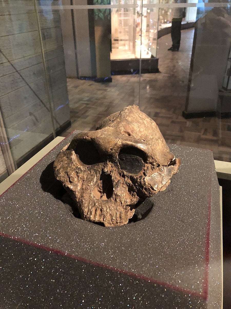 Парантроп Бойса история и находки