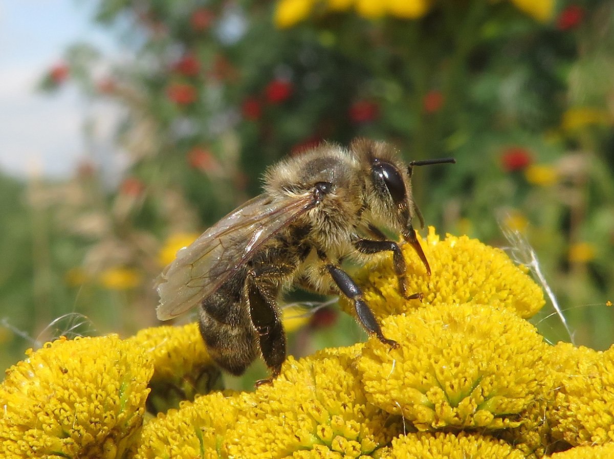 Породы пчёл (72 фото) - фото - картинки и рисунки: скачать бесплатно