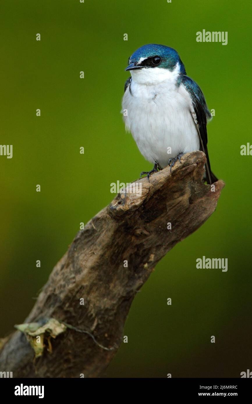 Mangrove swallow