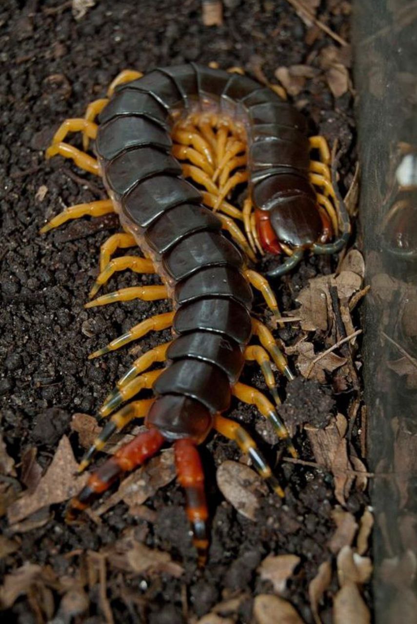 Фото сколопендры. Крымская кольчатая сколопендра. Жук сколопендра. Scolopendra gigantea. Амазонская сколопендра.