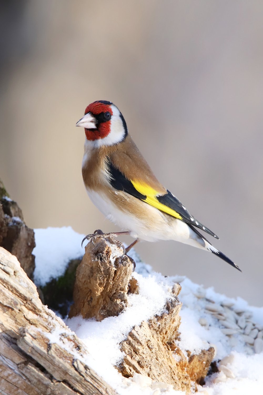 Вьюрковые овсянки