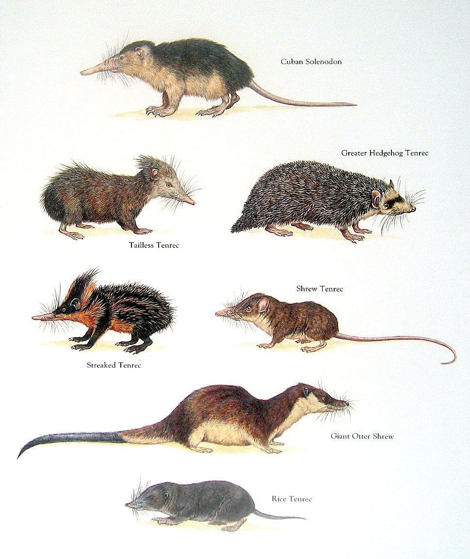 Tenrec Musarana