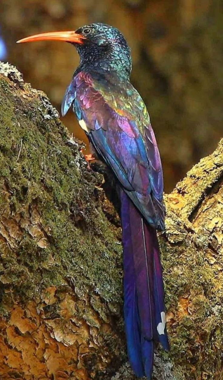 Phoeniculus purpureus