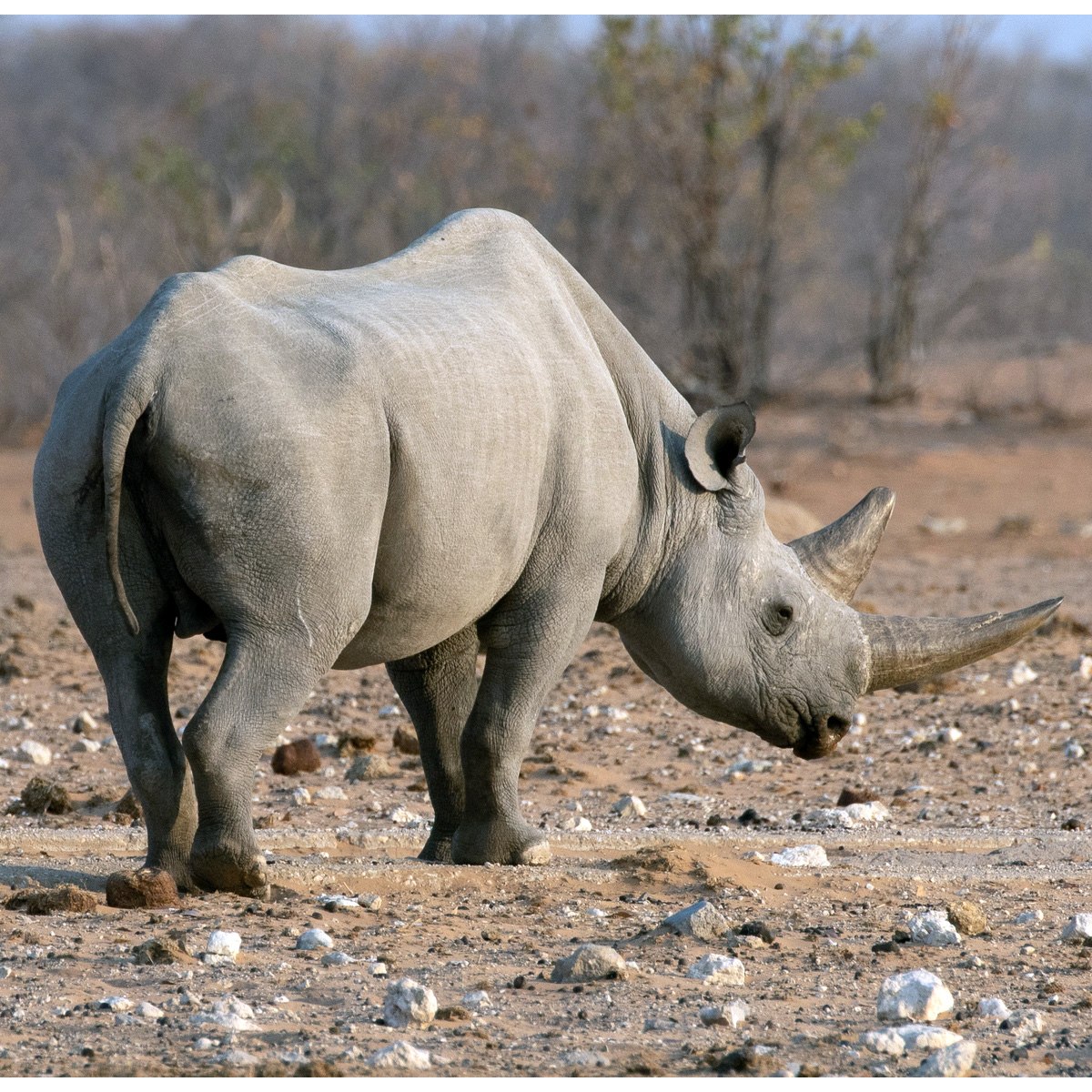 Бело черный носорог. Черный носорог. Западный черный носорог. Diceros bicornis longipes вымершие Носороговые. Западный черный носорог вымерший вид.
