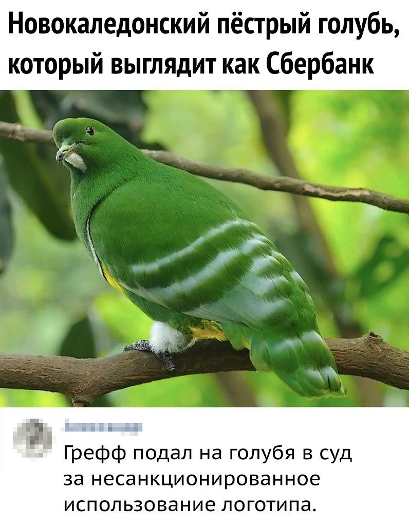 Анекдоты про птиц